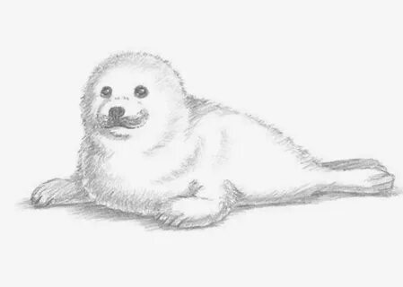 Рисовать морских котиков