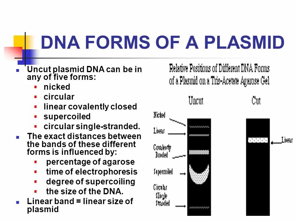 Днк готов. Plasmid DNA. Plasmid Electrophoresis. DNA form. Плазмида электрофорез.