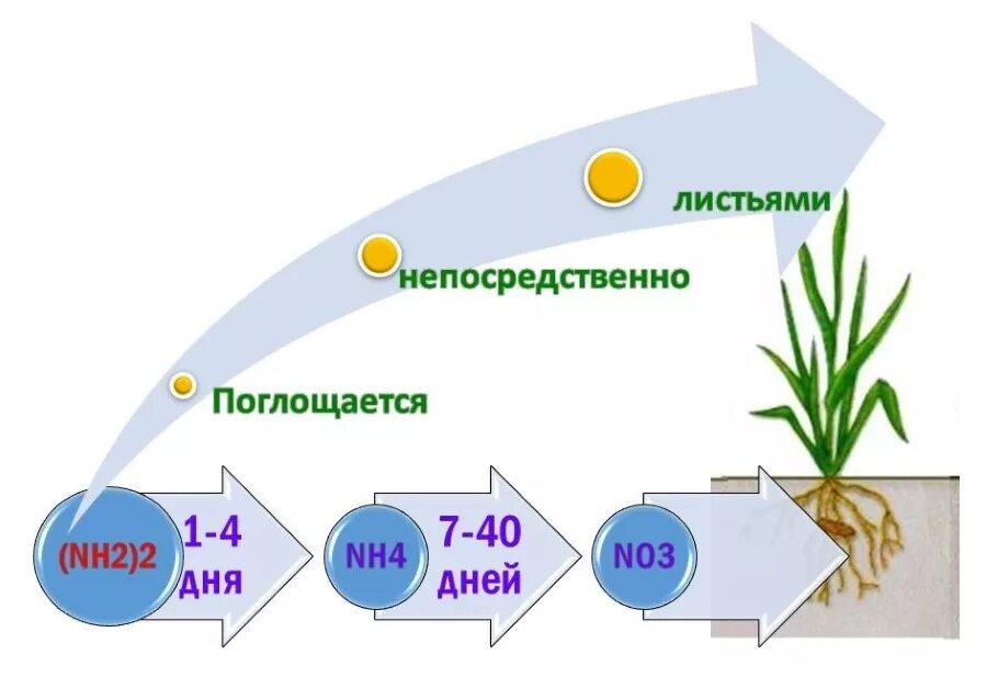 Азот необходим живым. Азот для растений. Формы азота для растений. Нитратная форма азота. Аммонийная и нитратная формы азота.