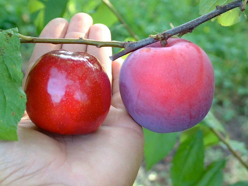 Слива сорт стартовая. Слива стартовая (оч.ранний сорт).