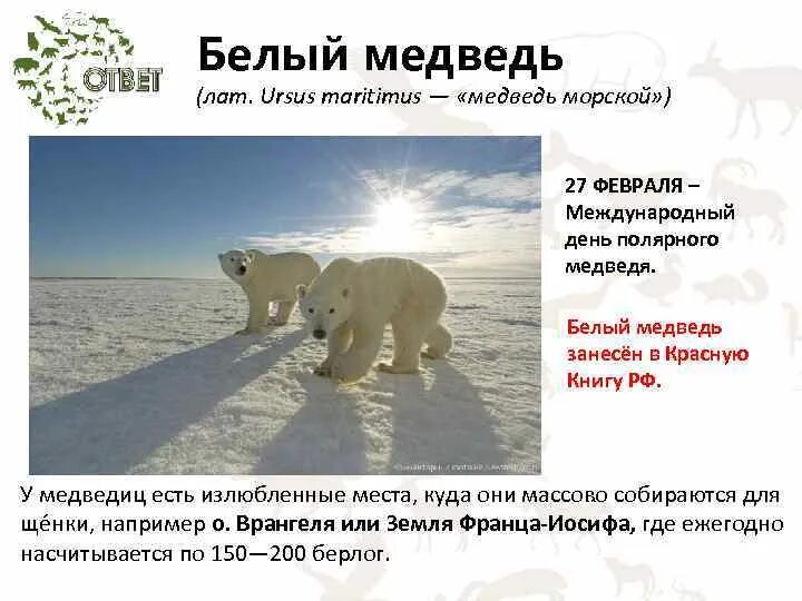 Международный день белого медведя. День белого медведя в России. День полярного медведя. Международный день полярного (белого) медведя. Белые дни в феврале