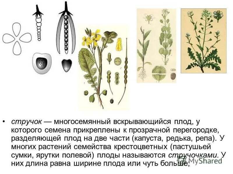 Высота и тип побега редьки дикой и пастушьей сумки. Пастушья сумка ядовитая. Пастушья сумка классификация растения. Ярутка полевая плод. Пастушья сумка строение.