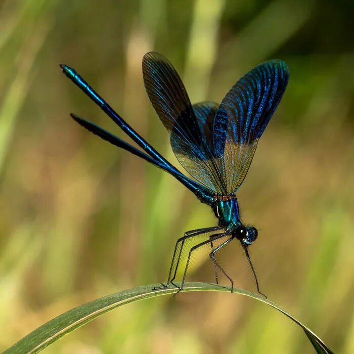 Стрекоза Calopteryx. Стрекоза Calopteryx Virgo. Стрекоза Calopteryx splendens. Красотка блестящая (Calopteryx splendens).