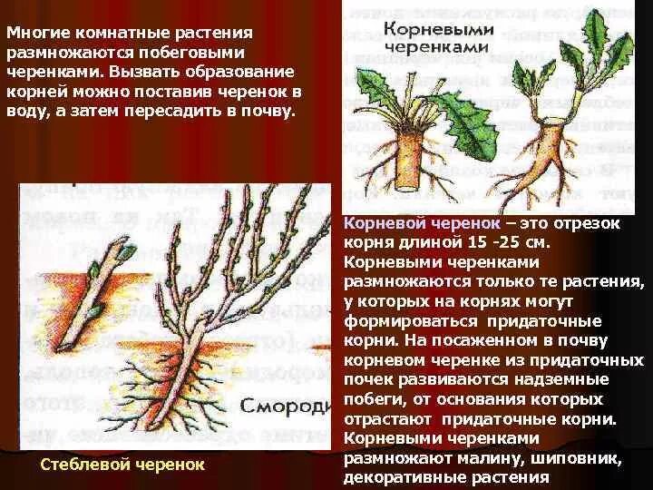 Вегетативное размножение побеговыми черенками. Вегетативное размножение корневыми черенками. Растения размножающиеся корневыми черенками. Способ вегетативного размножения стеблевыми черенками.