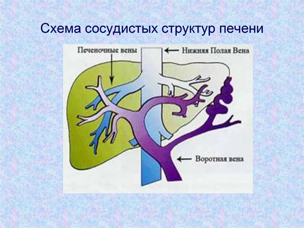 Нижняя полая вена печеночная вена. Нижняя полая Вена и портальная Вена. Нижняя полая Вена и печеночные вены. Система воротной вены анатомия.