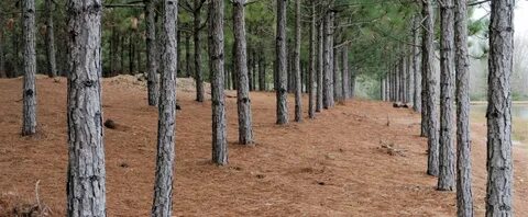 The future of southern yellow pine.