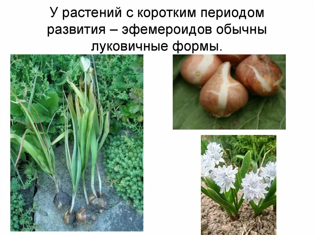 Примеры растений имеющих луковицу. Растения эфемероиды. эфемероиды примеры растений. луковичная форма глав. эфемероиды это.
