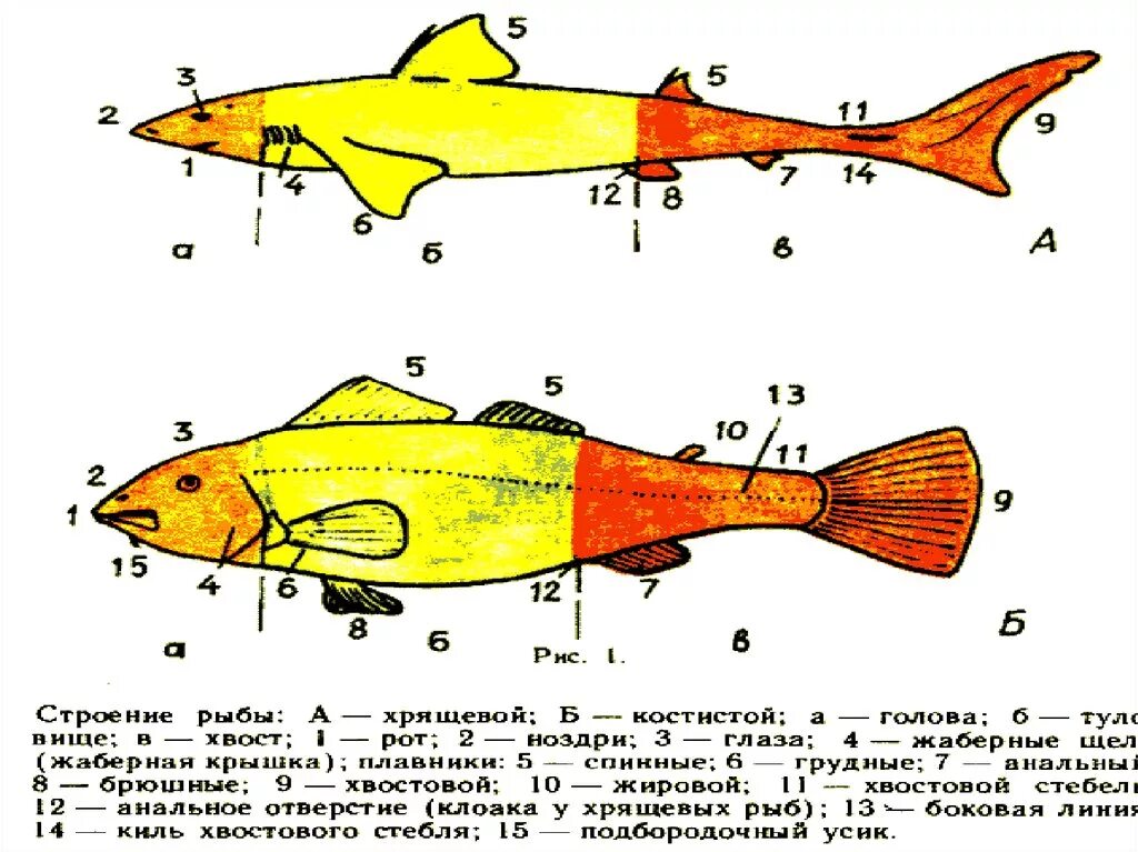Химеры рыбы строение. Внутреннее строение химеры. Внутреннее строение химерообразных рыб. Химеры хрящевые рыбы строение.