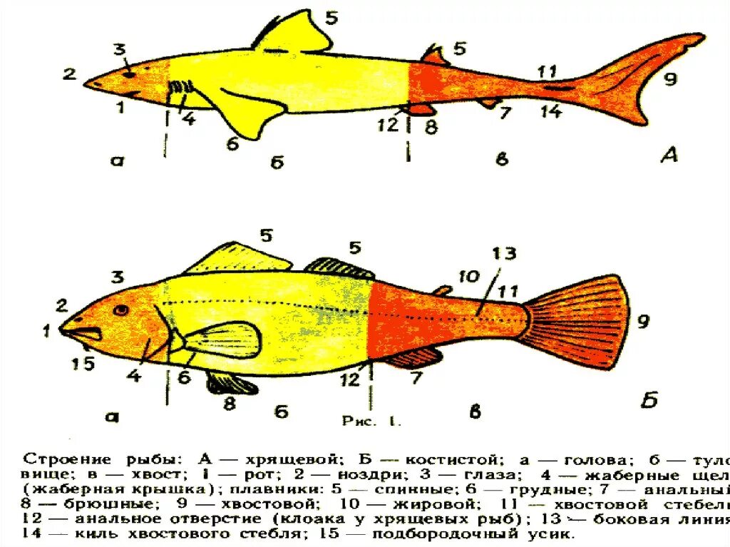 Внутреннее строение хрящевых. Химеры рыбы строение. Внутреннее строение химеры. Внутреннее строение химерообразных рыб. Химеры хрящевые рыбы строение.