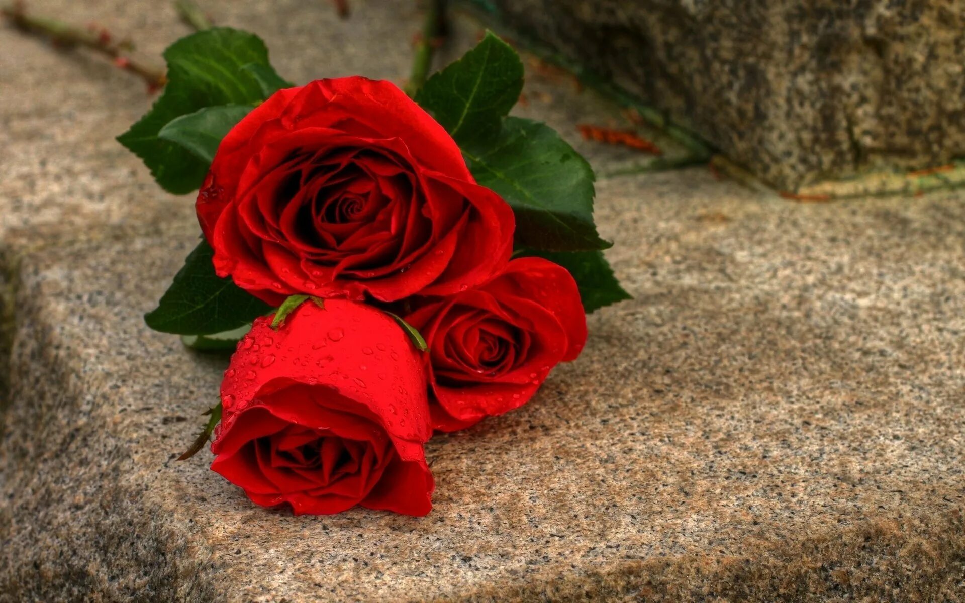Красный цветок. Красные розы. Крупные красные розы. Прикольные розы картинки