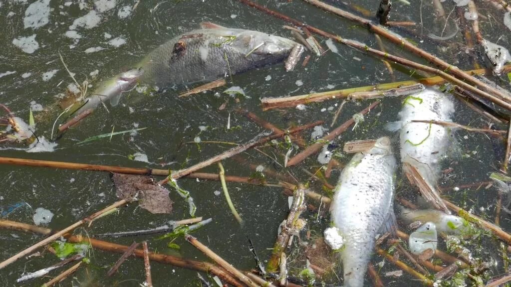 Сон мертвые рыбки. Рыбы в загрязненной воде. Мёртвые рыбы в грязной воде.