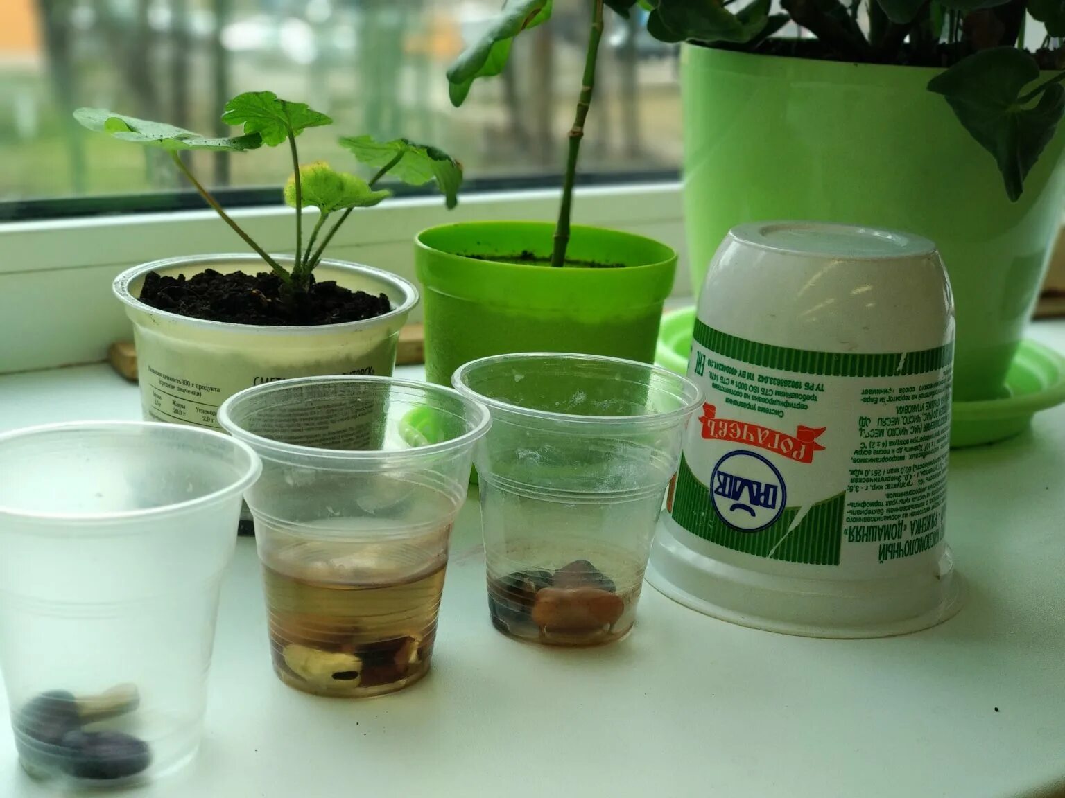 прорастание семян в стакане. прорастание семян в стакане. пророщенное семена огурца. стакан для проращивания. прорастание семян в стакане.