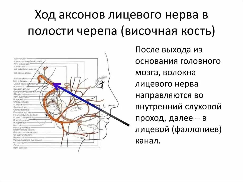 Лицевой нерв является. Ход лицевого нерва в височной кости схема. Фаллопиев канал лицевого нерва схема. Ход канала лицевого нерва анатомия. Периферический Нейрон лицевого нерва.