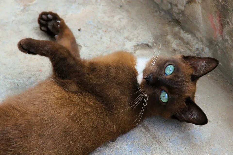Почему коты странные. Необычные кошки. необычные расцветки кошек. необычные окрасы кошек. интересные коты.