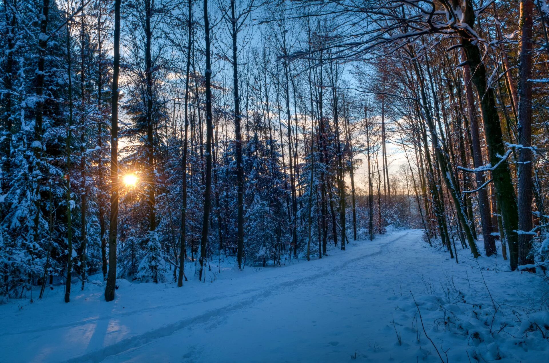В лесу зимой можно. Зимний лес. Заснеженный лес. Зимой в лесу. Зимний лес вечером.