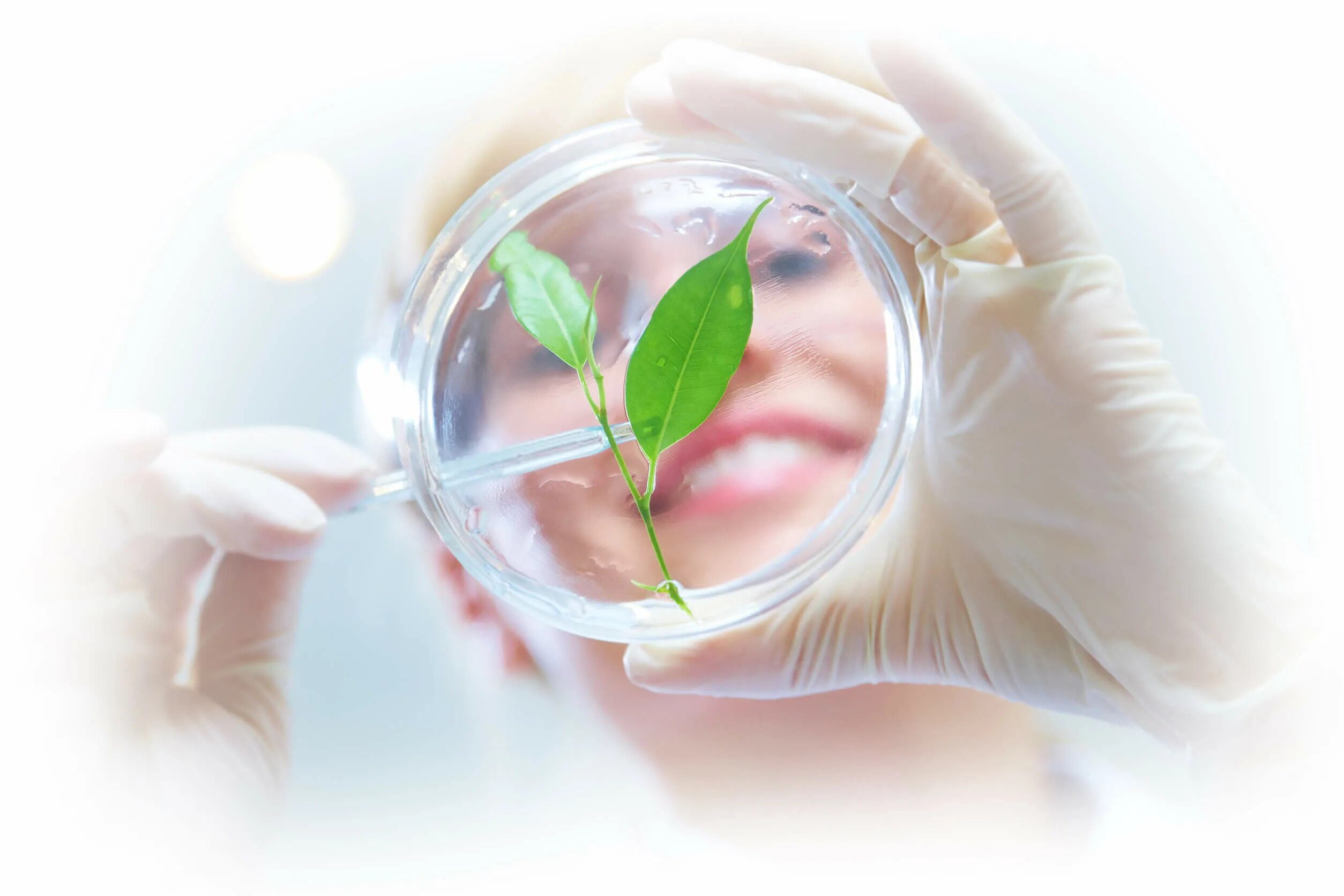 6 биотехнология. Биотехнология растений. Биоинженерия растений. Биотехнологии в экологии. Биотехнологические объекты.
