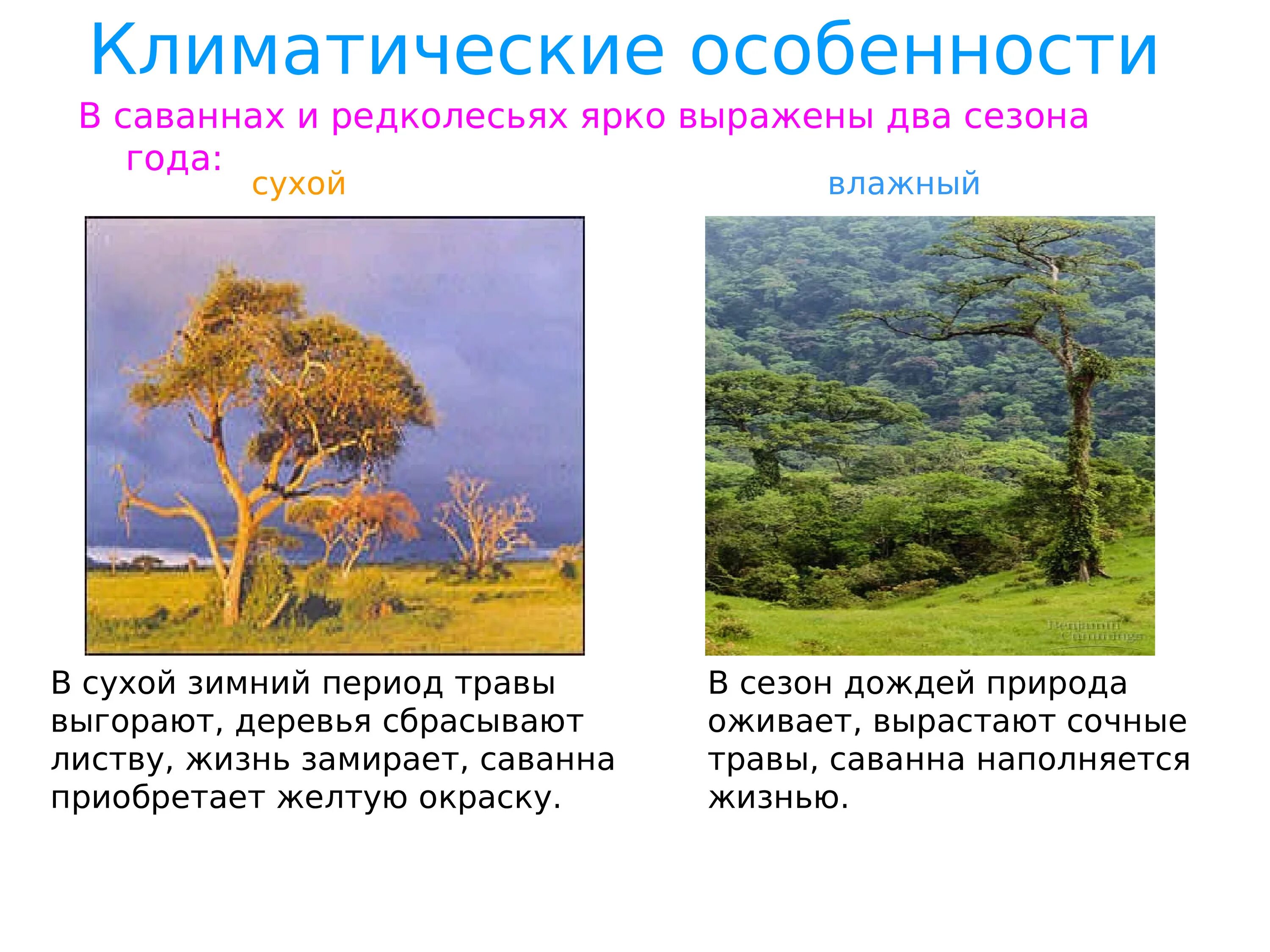 Укажите верные характеристики зоны саванн и редколесий