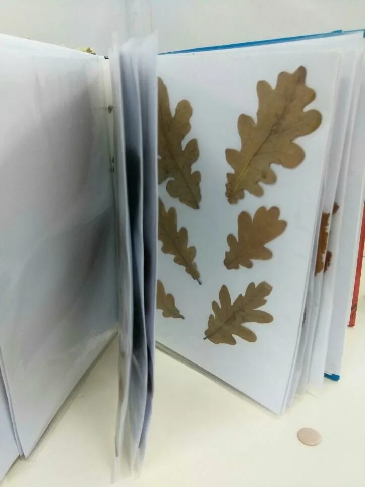 Ламинирование гербария. Заламинированный гербарий. Книжка из ламинированных листов. Гербарий ламинированный.