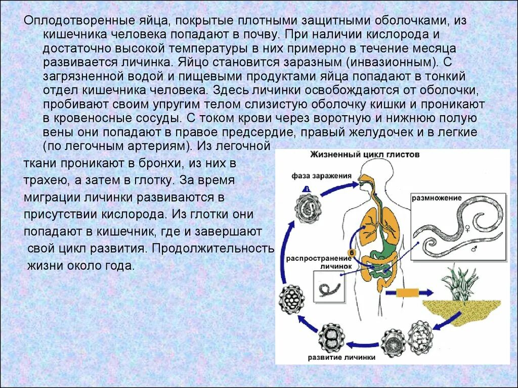 Круглые черви цикл развития аскариды. Этапы жизненного цикла аскариды. Жизненный цикл аскариды человеческой схема. Цикл аскариды человеческой схема.