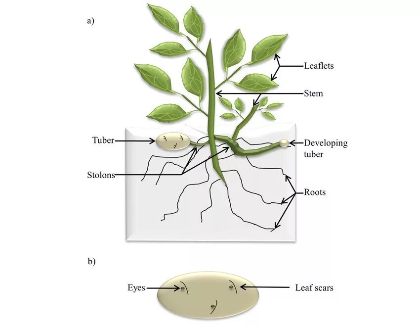 Plant diagram. Столон ивы. Японские цвета клубень стебель. Parts of a Plant. Клубень картофеля и ус садовой земляники