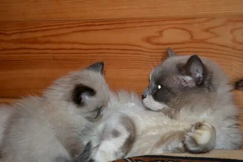 Котята суровикино