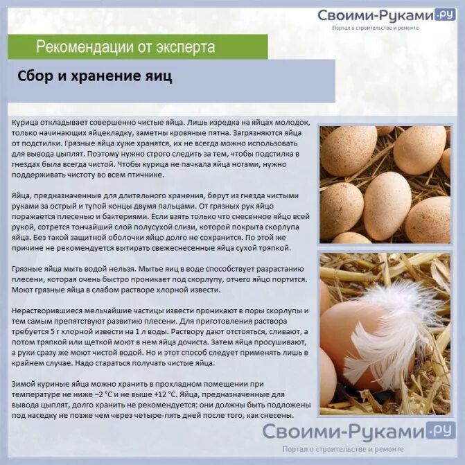 В каком возрасте можно яйцо