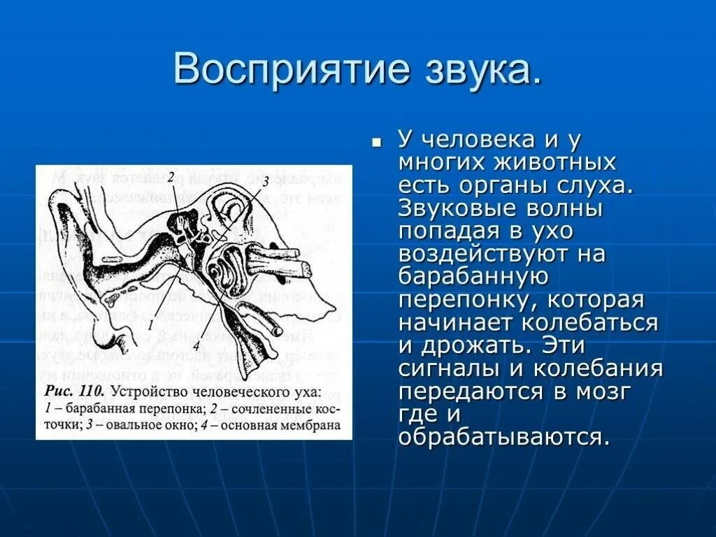 Слух и восприятие звука. Слух человека и животных. Орган слуха у животных. Различия слуха человека и животного. Восприятие звуков органом слуха.