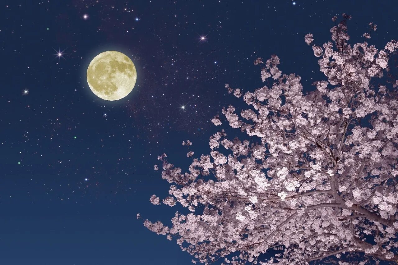 Каким цветом луна на небе. Весенняя ночь. Лунная Весенняя ночь. Цветущая Сакура на фоне ночного неба. Весеннее полнолуние.