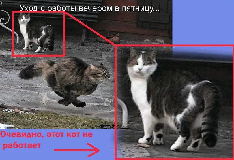 Кот после работы. Пятница коты. уход с работы в пятницу. вечер пятницы кот. кошки в пятницу.