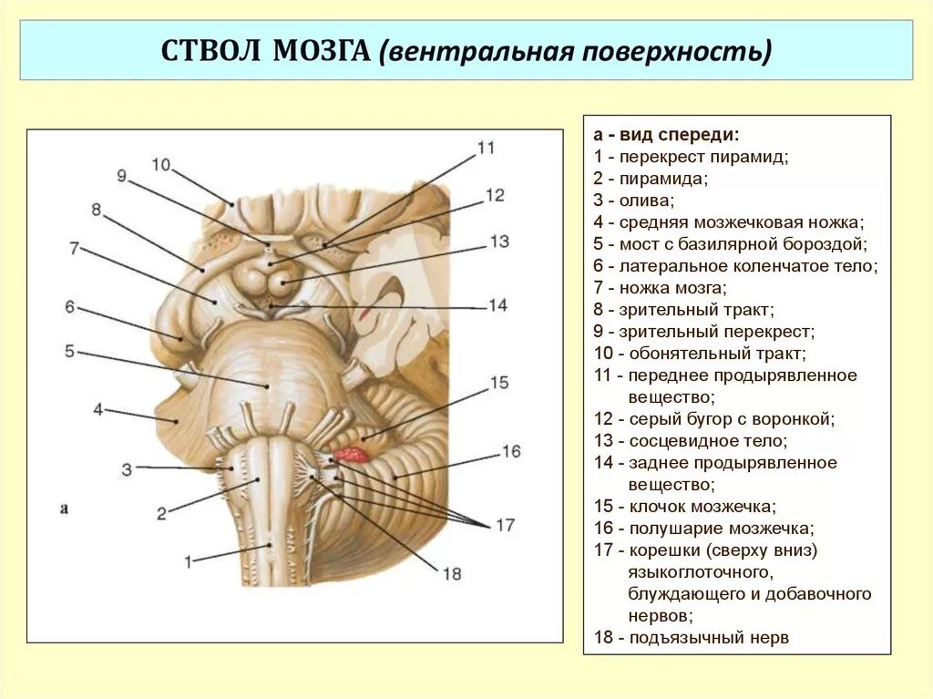 Строение среднего мозга спереди. Ствол мозга строение вид спереди. Ствол мозга схема вид спереди. Ствол латынь