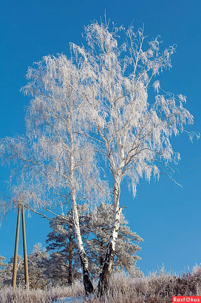 Береза в снегу. Березы и голубое небо. Березы небо. Профиль белая береза. Береза в инее.