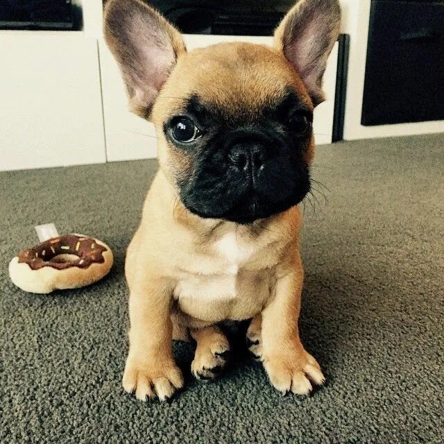 Скрещенные бульдоги. Метис мопса и французского бульдога. Метис французского бульдога. Помесь мопса и французского бульдога. Французский бульдог и мопс.