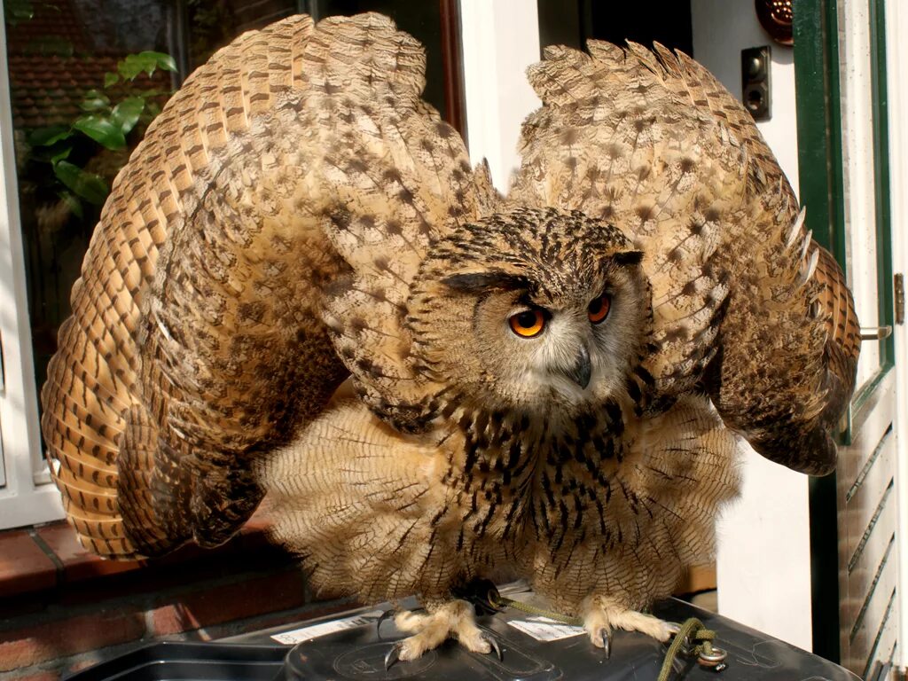 Филин Бубо-Бубо. Филин Bubo Bubo. Филин Bubo Bubo Linnaeus, 1758. Филин Bubo Bubo фото. Самые большие совы филины