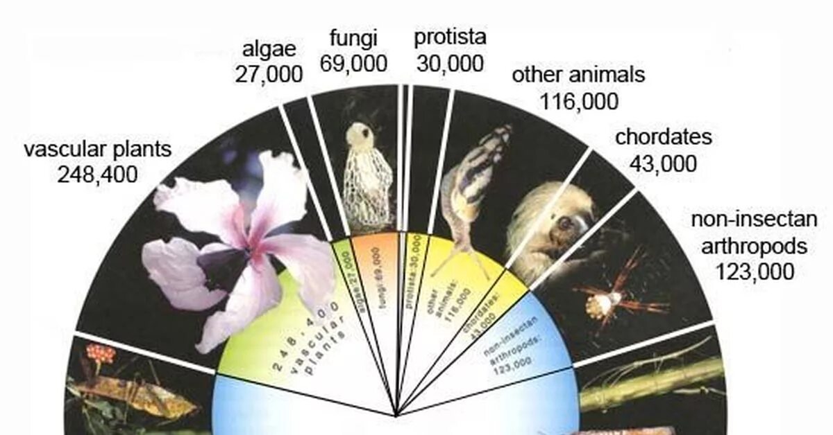 Число видов живых организмов на земле. Видовое разнообразие живых организмов на земле карта. Количество видов живых организмов на земле на 2021. 0,2% От общего количества видов живых организмов. Сколько видов живых организмов существует на земле