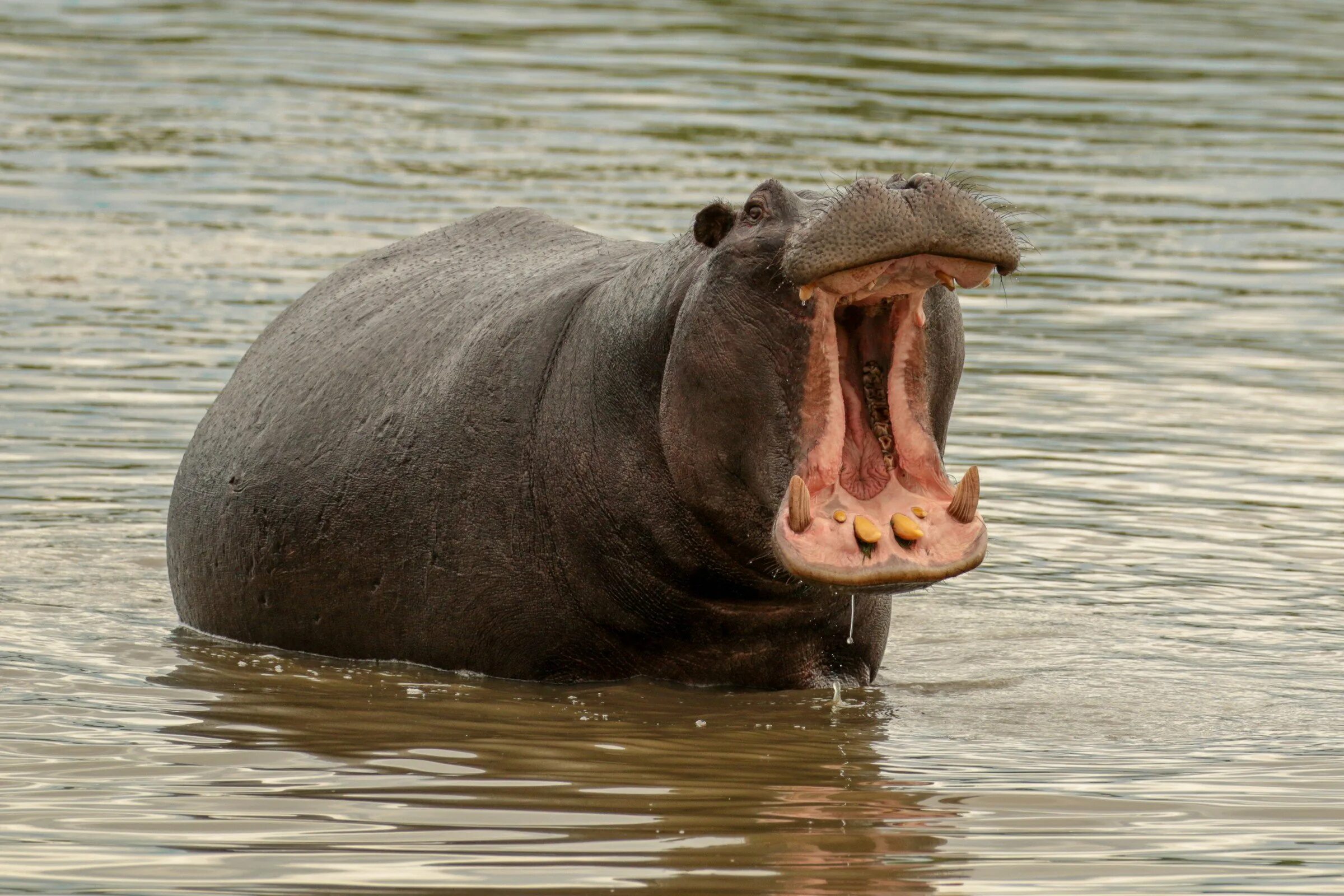 Нильский Бегемот. Гиппопотам и Бегемот. Гиппопотам the Hippopotamus, 2017. Бегемот Hippo.