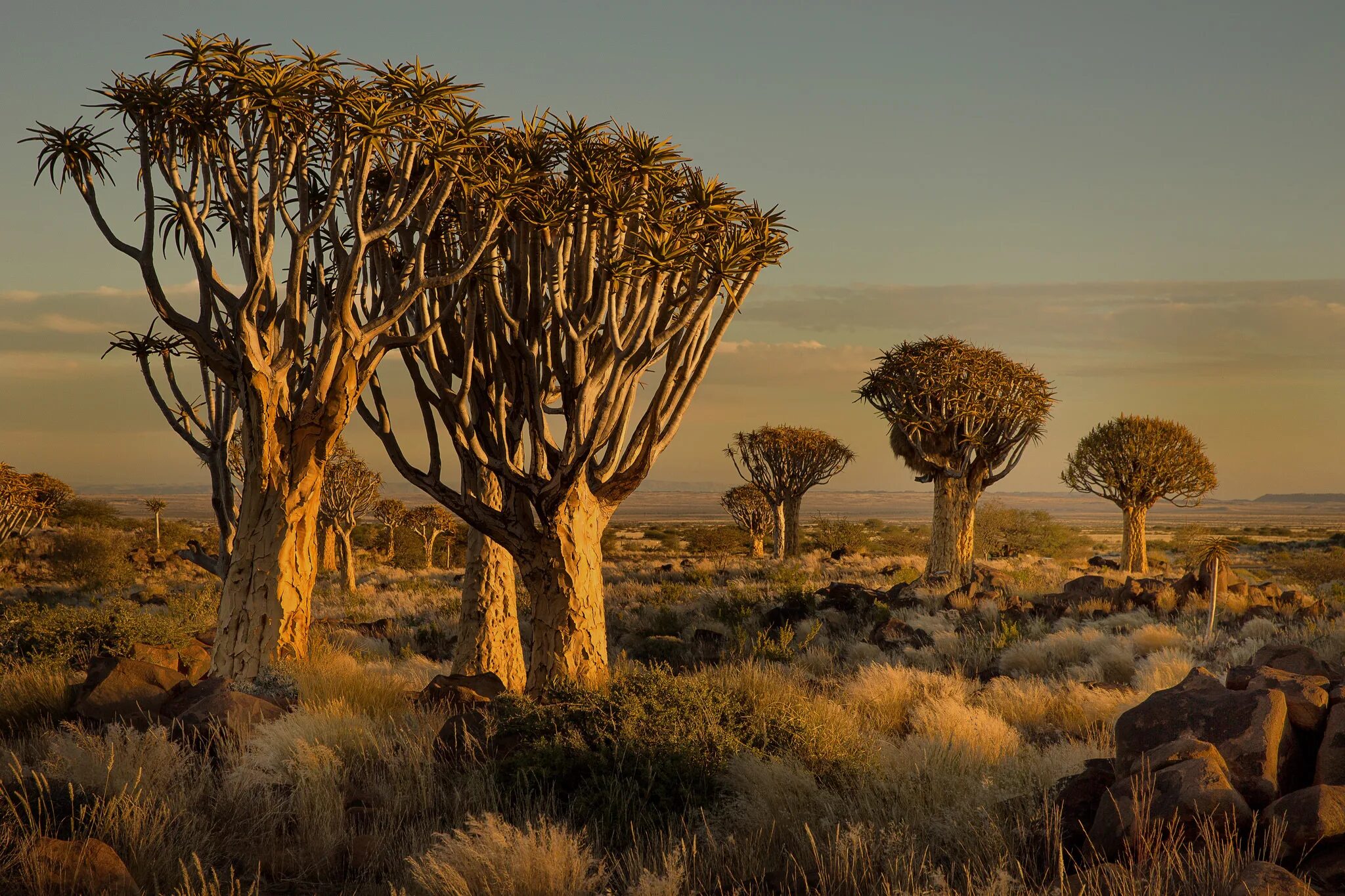 Деревья оазиса. Намибия Акация баобаб. Теуантепек Саванна. Намибия Калахари. Намибия Саванна.