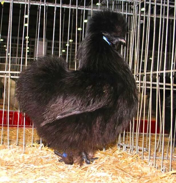 three little silky bantam hens Fancy chickens, Silkie chickens, Silkies