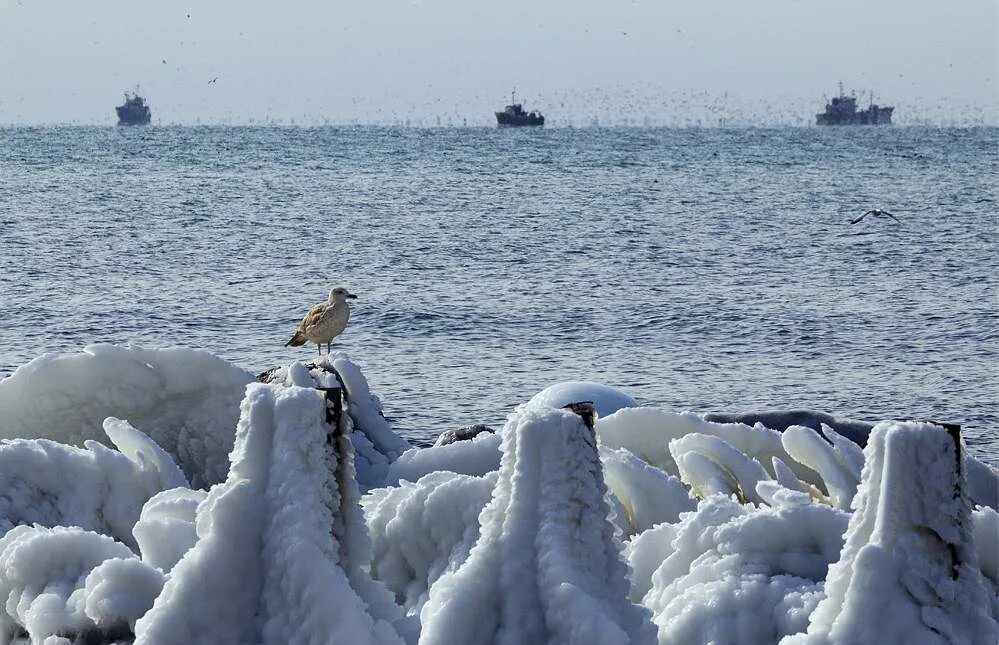 Море лап. Море лаптевых. северно ледовитый океан море лаптевых. фауна моря лаптевых.