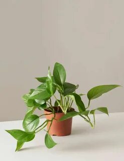 Low plants