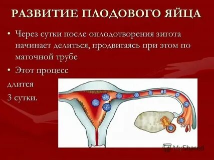 После инсеминации болит