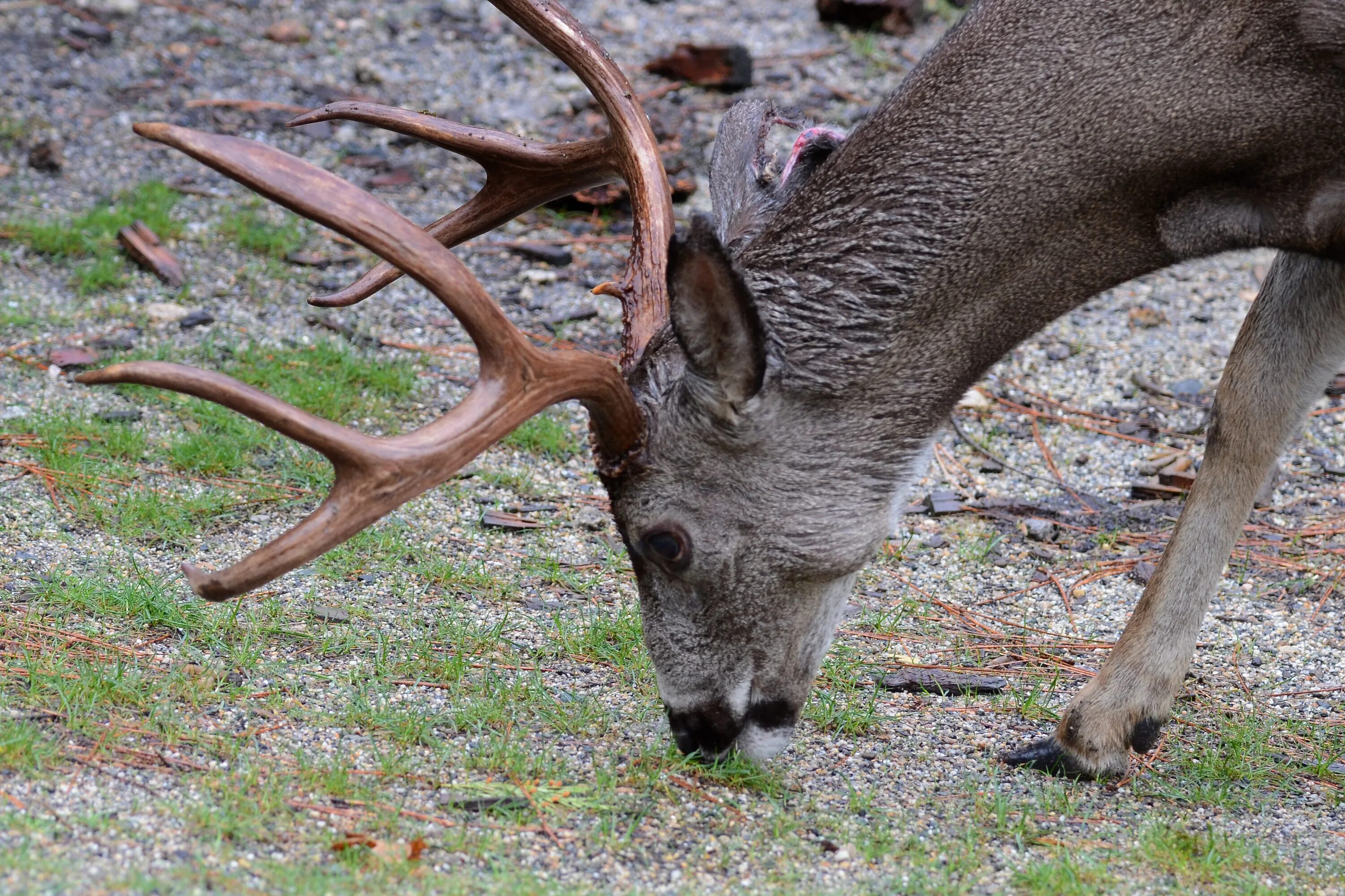 Us wildlife. Рога оленя. Животные Запада. Дерево Оленьи рога. Олени в Неваде.