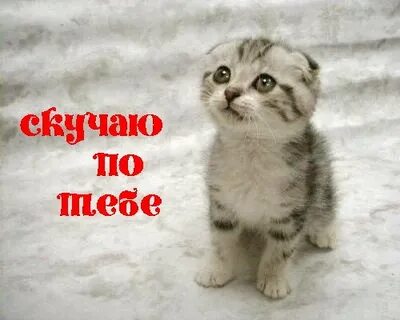 Виде ты скучал