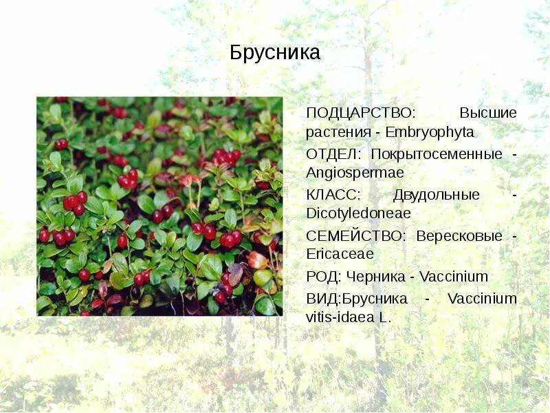 Брусника лекарственное растение. Брусника относится. Брусника садовая. Брусника в карелии. Брусника в норвегии.