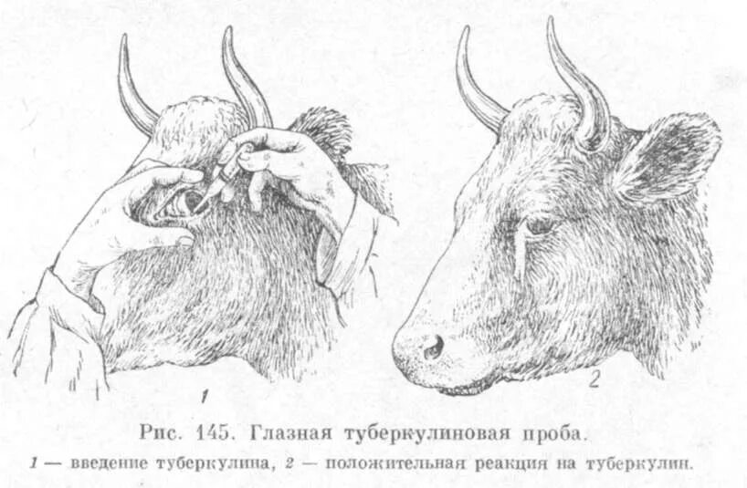 Туберкулиновая проба крс. Метод туберкулинизации у крс. Туберкулин очищенный ппд для млекопитающих. Туберкулин 2023. Туберкулинизация крс глазная проба.