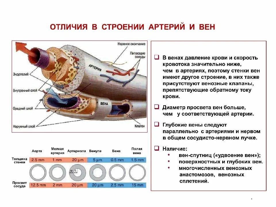 Особенности строения артериальных и венозных сосудов. Строение артерии и вены отличия. Строение стенки артерии и вены отличия. Отличия в строении артерий и вен.