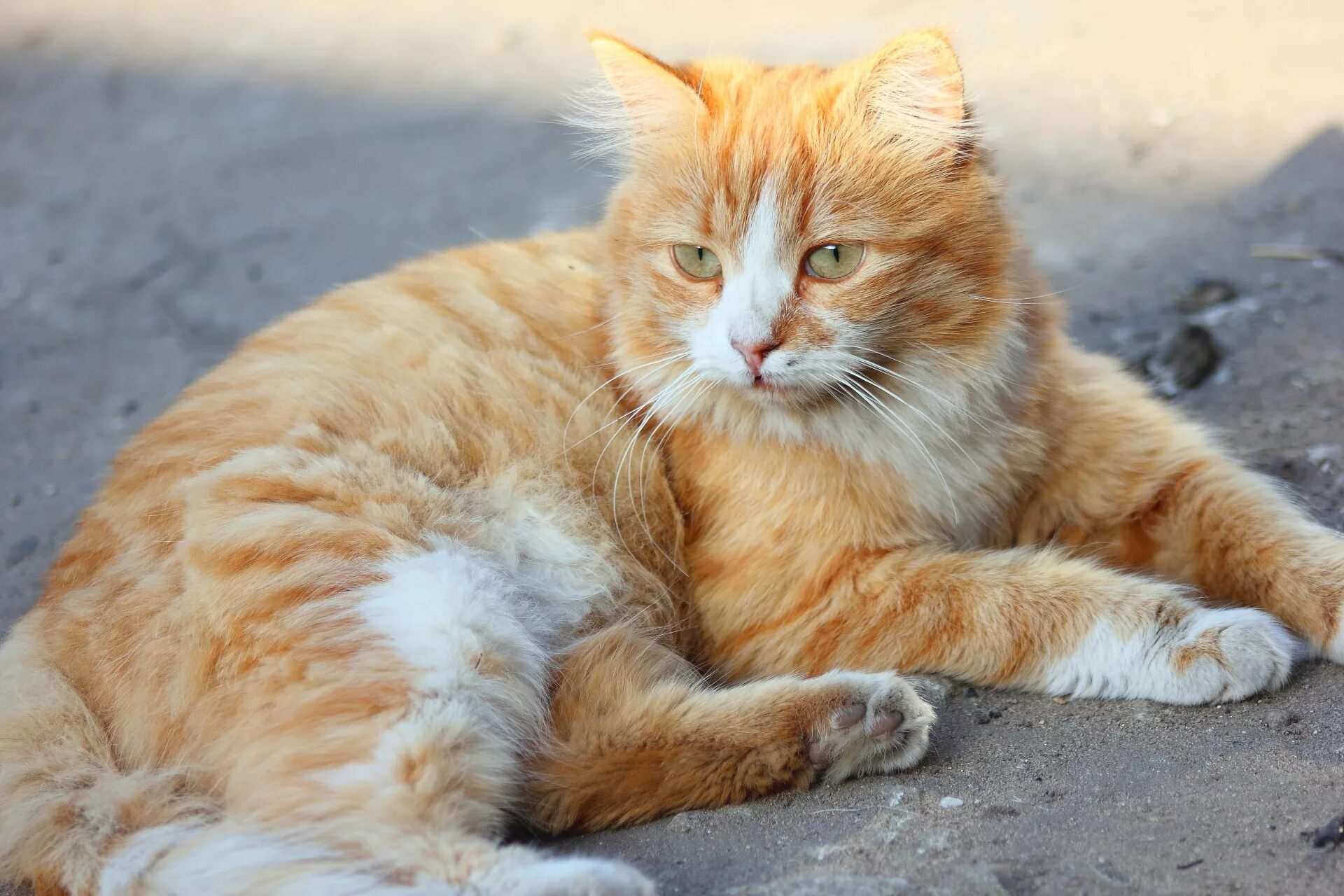 Покажите видео рыжий. Охос азулес кошка рыжий. Аравийский МАУ рыжий. Сибирская кошка рыжая короткошерстная. Рыжая крошка.