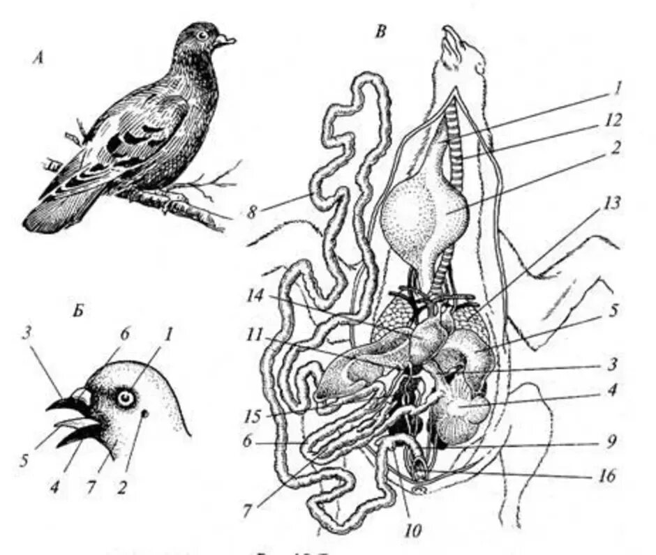 Органы птиц 7 класс. Пищеварительная система сизого голубя. Внутреннее строение сизого голубя. Внутреннее строение птицы схема. Внешнее строение сизого голубя.