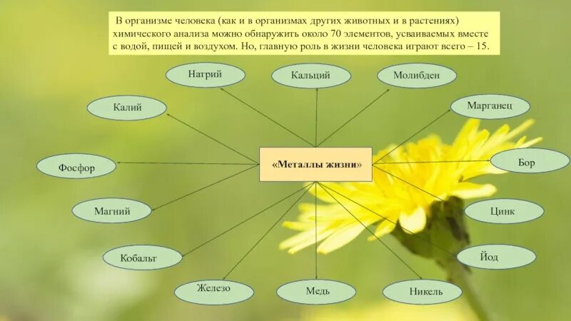 Химические элементы в жизни растений