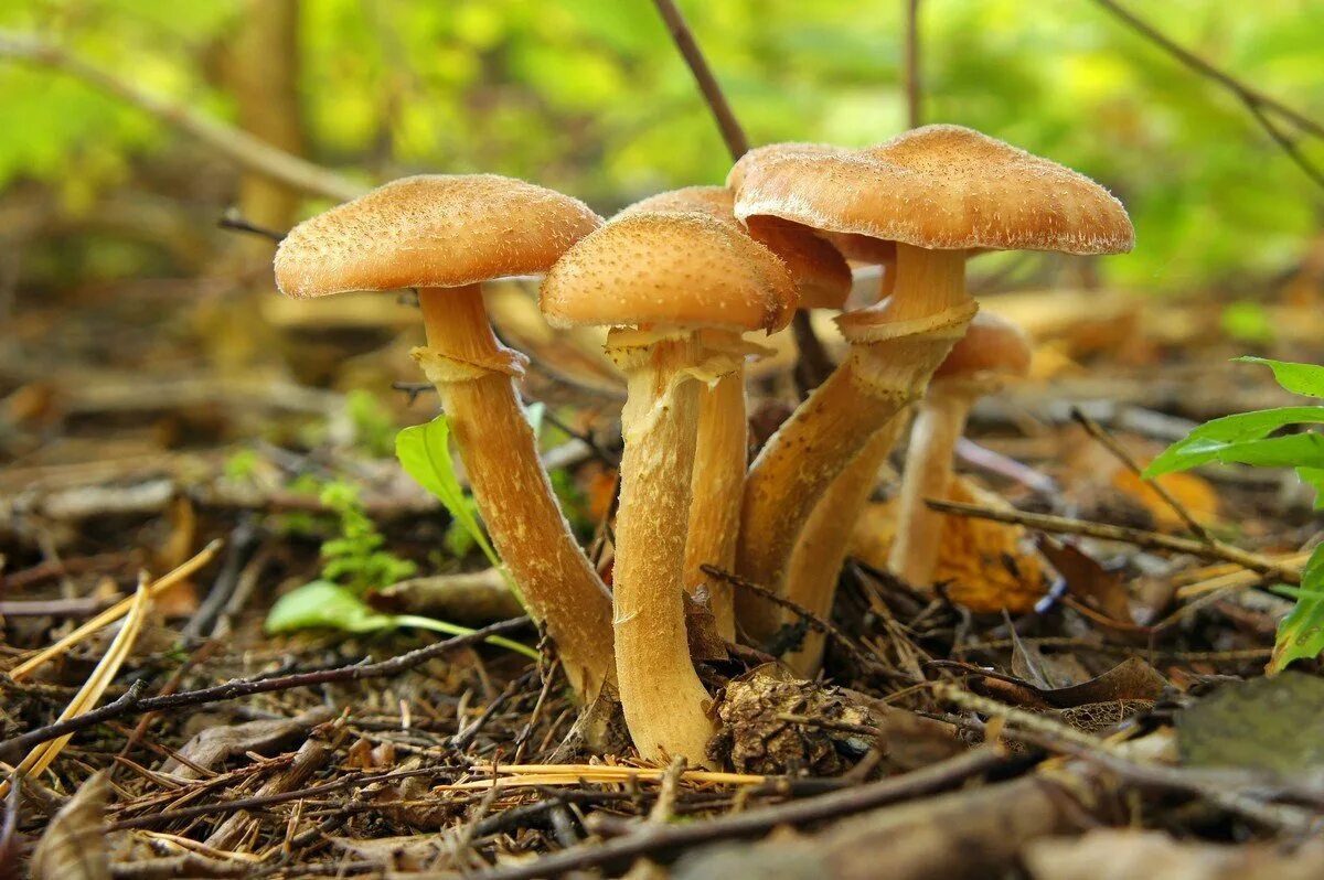Грибы опята питаются. Опёнок осенний. опёнок осенний (armillaria mellea). опята грибы. опёнок осенний съедобные грибы.