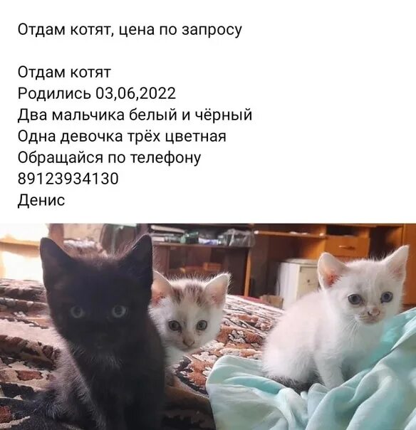 Объявления отдам в хорошие руки котят. Приют для животных муркоша в москве. Котята в приюте. Отдать кошку в приют. Кошачий приют в москве.